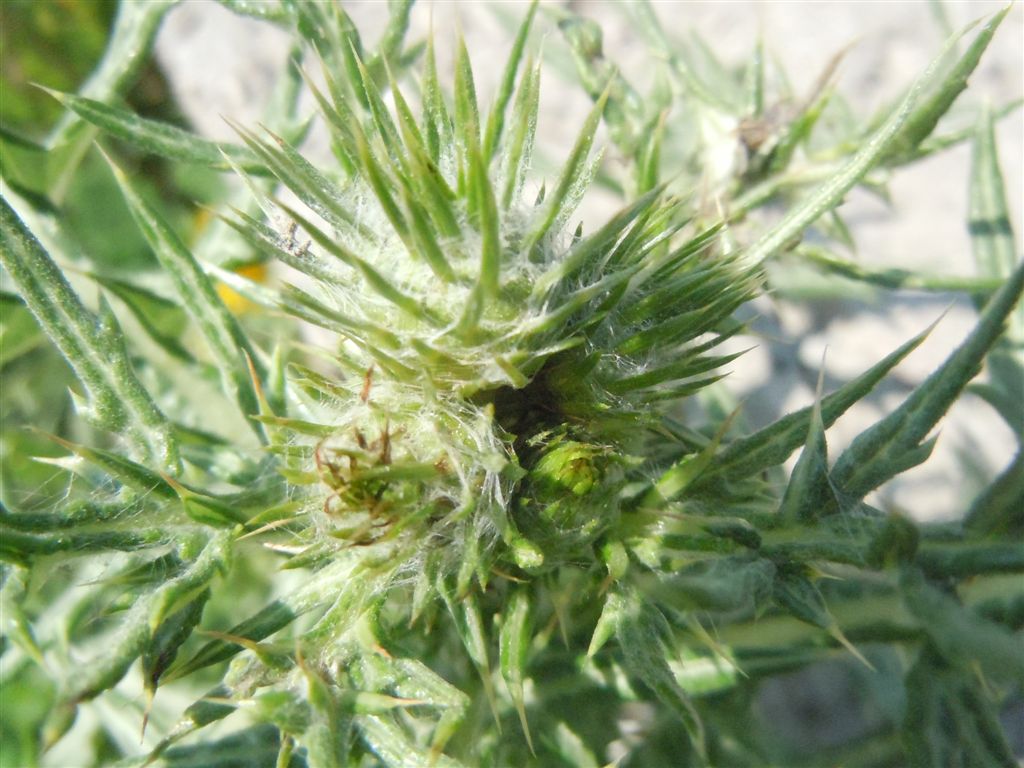 Galactites tomentosus
